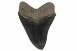 Serrated, Fossil Megalodon Tooth - Georgia #78189-2
